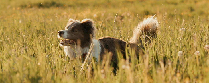 Dog bounding through field